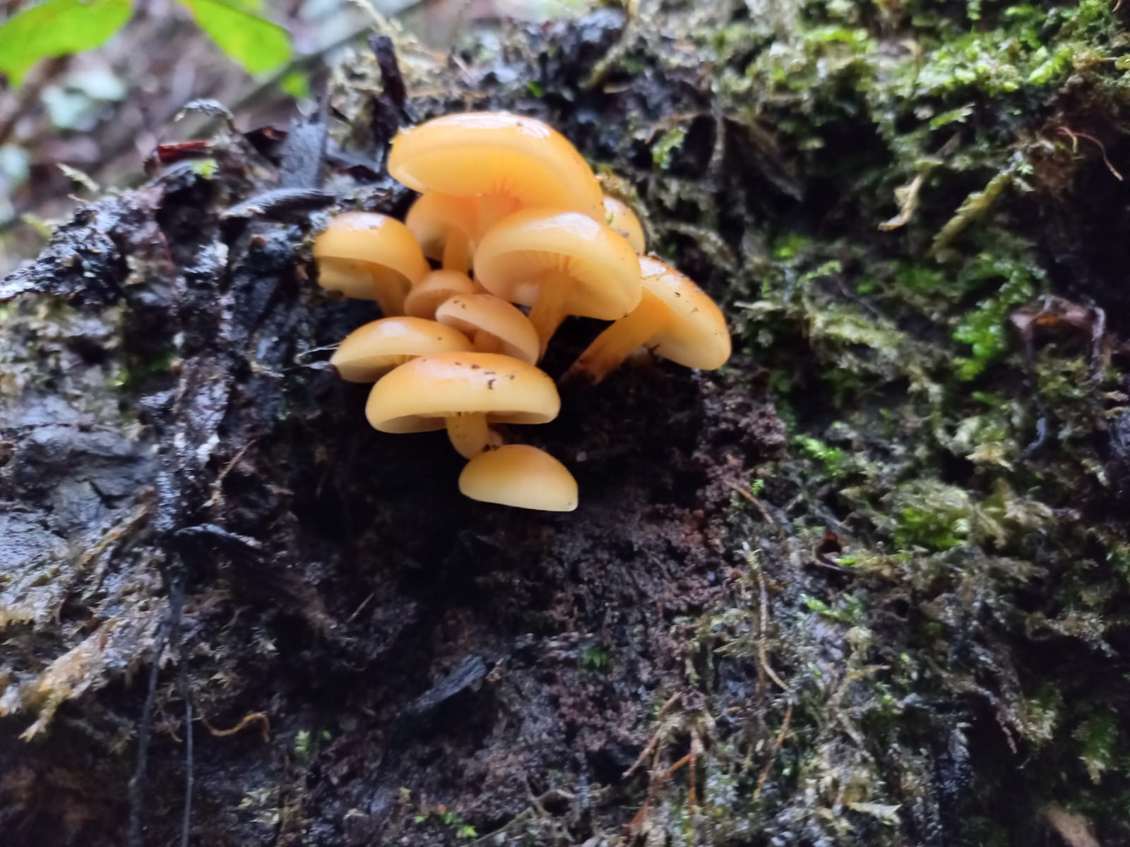 Pilz Erlebnistag im Stierenberger Wald