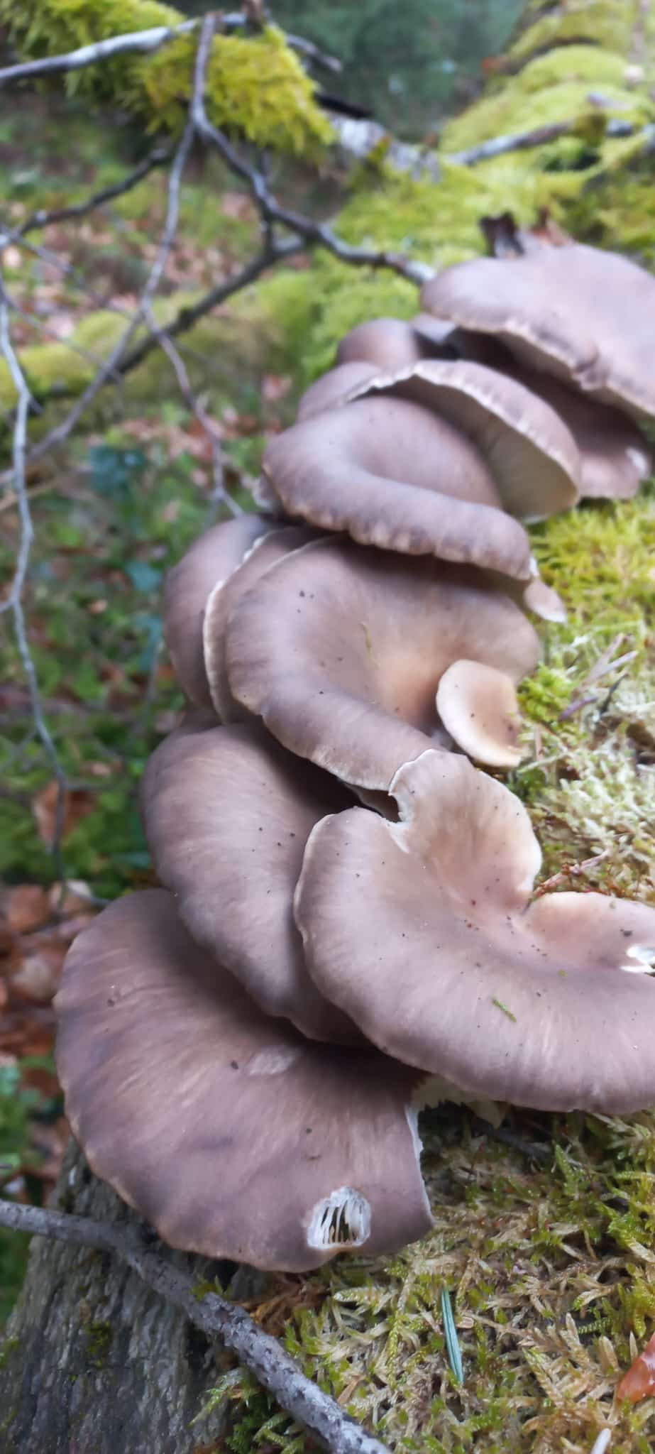 Kulinarik-Workshop: Vom Wald auf den Teller